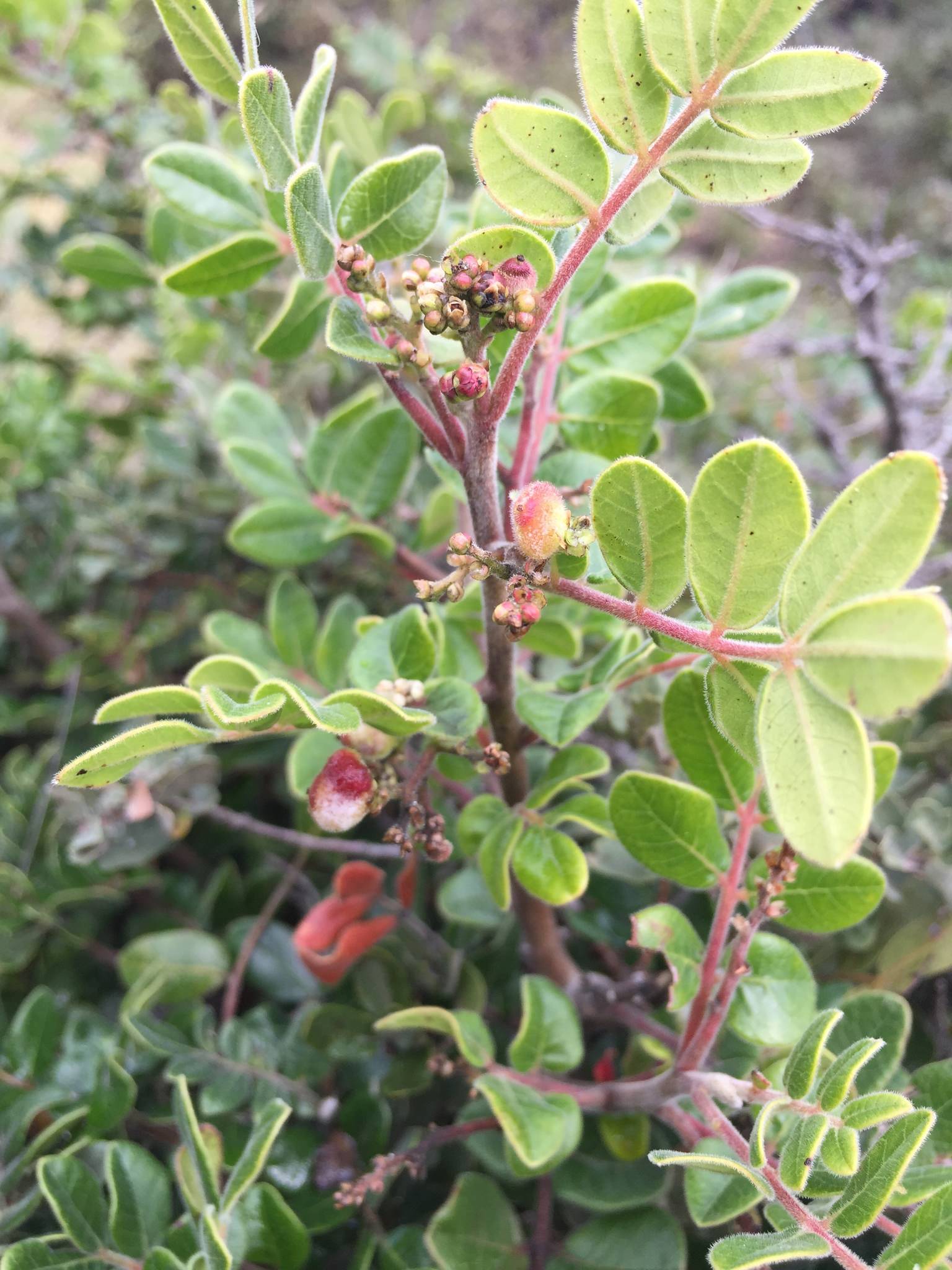 Rhus pachyrrhachis